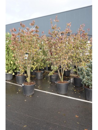 Sedulos (Lot Cornus) 'Aurora' C50 175-200CM-SEDULOS-VAISMEDŽIAI - VAISKRŪMIAI