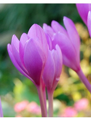 Vėlyvis (Lot Colchicum) 'Autumnale' 13/+-VĖLYVIAI-DAUGIAMETĖS GĖLĖS