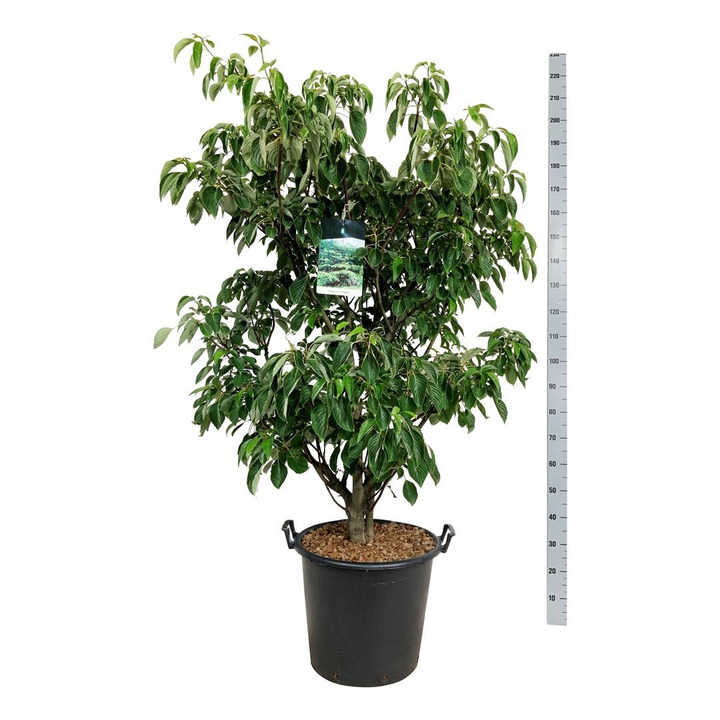 Sedula grakščioji (Lot Cornus contr.) 'Pagoda' C50 125-150CM-SEDULOS-VAISMEDŽIAI - VAISKRŪMIAI
