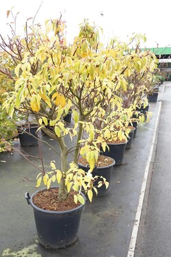 Sedula grakščioji (Lot Cornus contr.) 'Pagoda' C50 125-150CM - nuotrauka 2