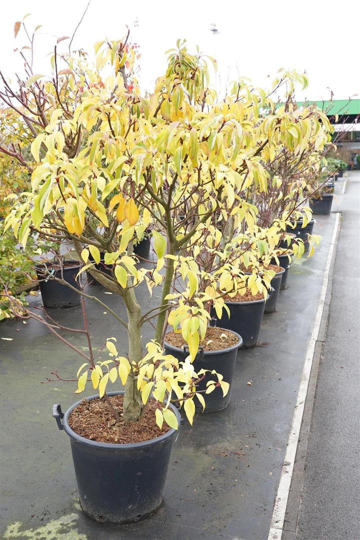 Sedula grakščioji (Lot Cornus contr.) 'Pagoda' C50 125-150CM-SEDULOS-VAISMEDŽIAI - VAISKRŪMIAI