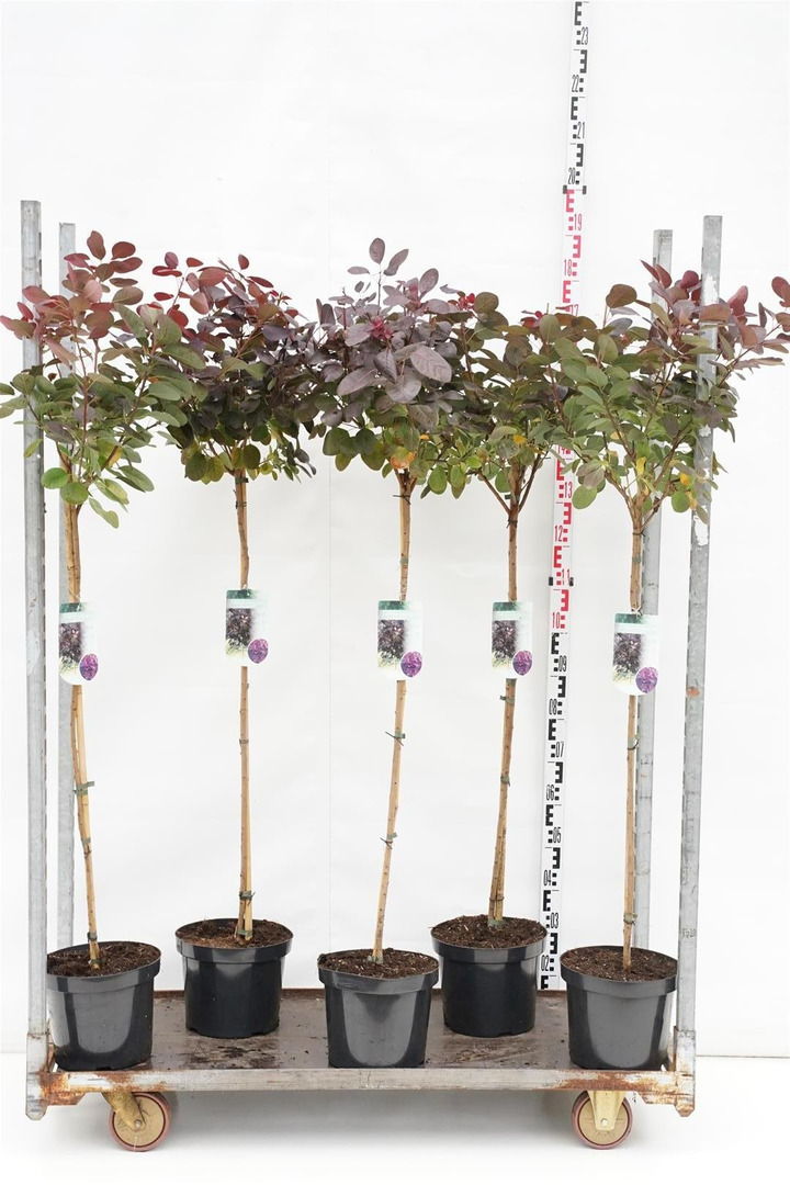 Pūkenis europinis (Lot Cotinus cogg.) 'Royal Purple' C7,5/P26 KOTAS 90 CM-PŪKENIAI-KRŪMAI