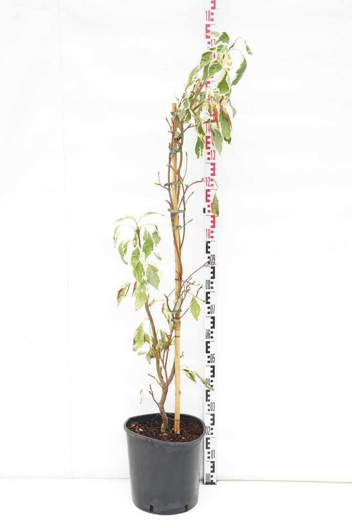 Sedula grakščioji (Lot Cornus contr.) 'Variegata' C18 12 CM-SEDULOS-VAISMEDŽIAI - VAISKRŪMIAI