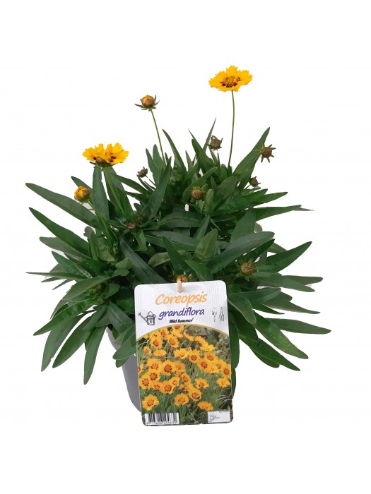 Coreopsis grand. (Lot Coreopsis grand.) 'Early Sunrise' C3/P19-KITI-DAUGIAMETĖS GĖLĖS
