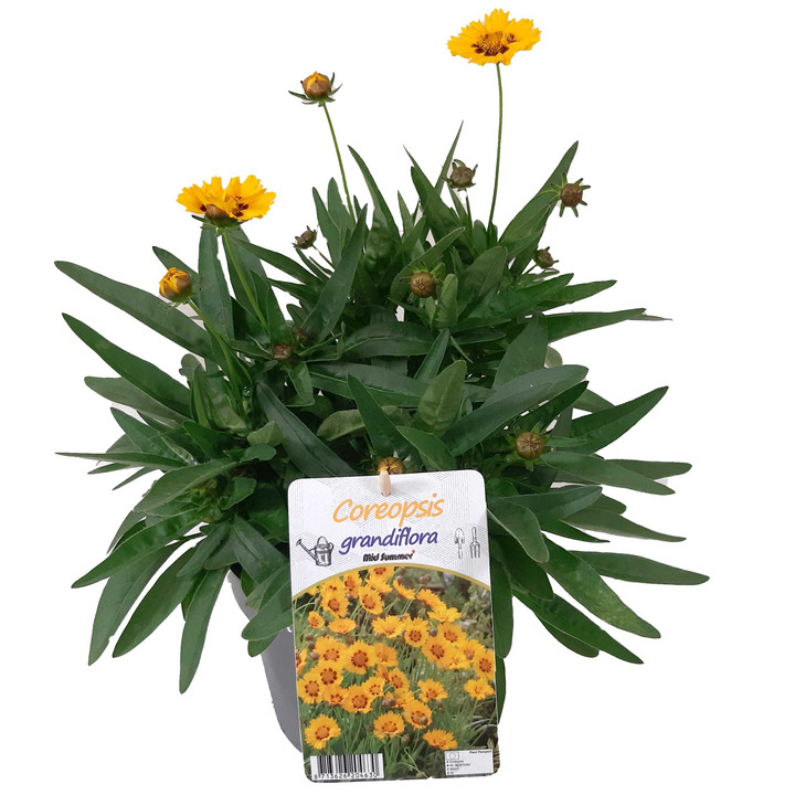 Coreopsis grand. (Lot Coreopsis grand.) 'Early Sunrise' C3/P19-KITI-DAUGIAMETĖS GĖLĖS