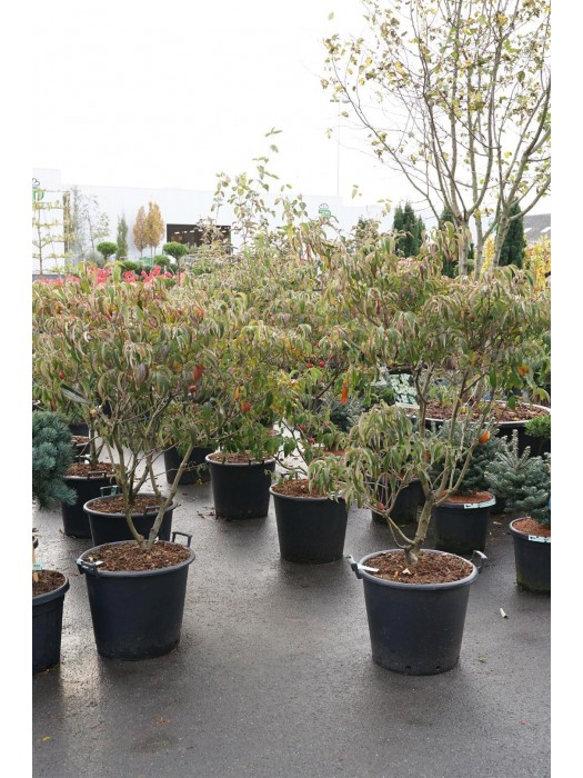 Sedula japoninė (Lot Cornus kousa) 'China Girl' C50 100-125CM-SEDULOS-VAISMEDŽIAI - VAISKRŪMIAI