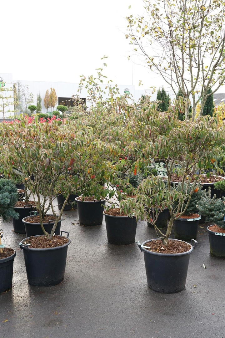 Sedula japoninė (Lot Cornus kousa) 'China Girl' C50 100-125CM-SEDULOS-VAISMEDŽIAI - VAISKRŪMIAI
