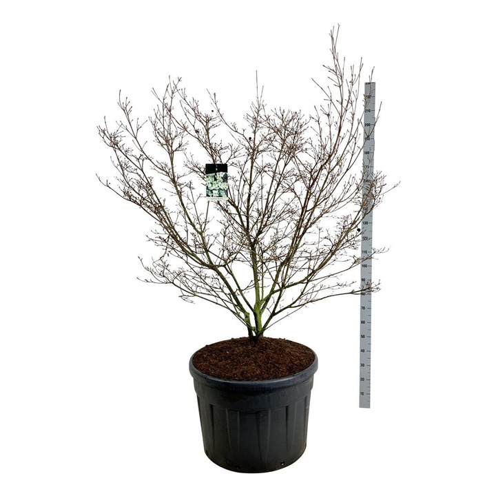 Sedula japoninė (Lot Cornus kousa) 'China Girl' C180 150-175 CM FORMUOTAS-SEDULOS-VAISMEDŽIAI - VAISKRŪMIAI