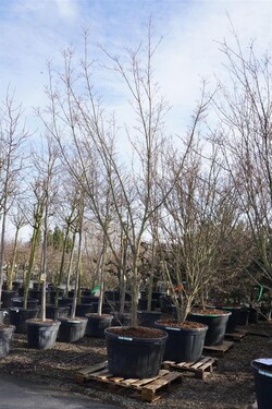 Sedula japoninė (Lot Cornus kousa) 'Milky Way' C290 400-450 CM-SEDULOS-VAISMEDŽIAI - VAISKRŪMIAI