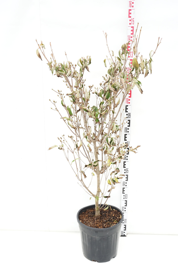 Sedula japoninė (Lot Cornus kousa) 'Robert's Selectie' C18 125-150 CM-SEDULOS-VAISMEDŽIAI - VAISKRŪMIAI