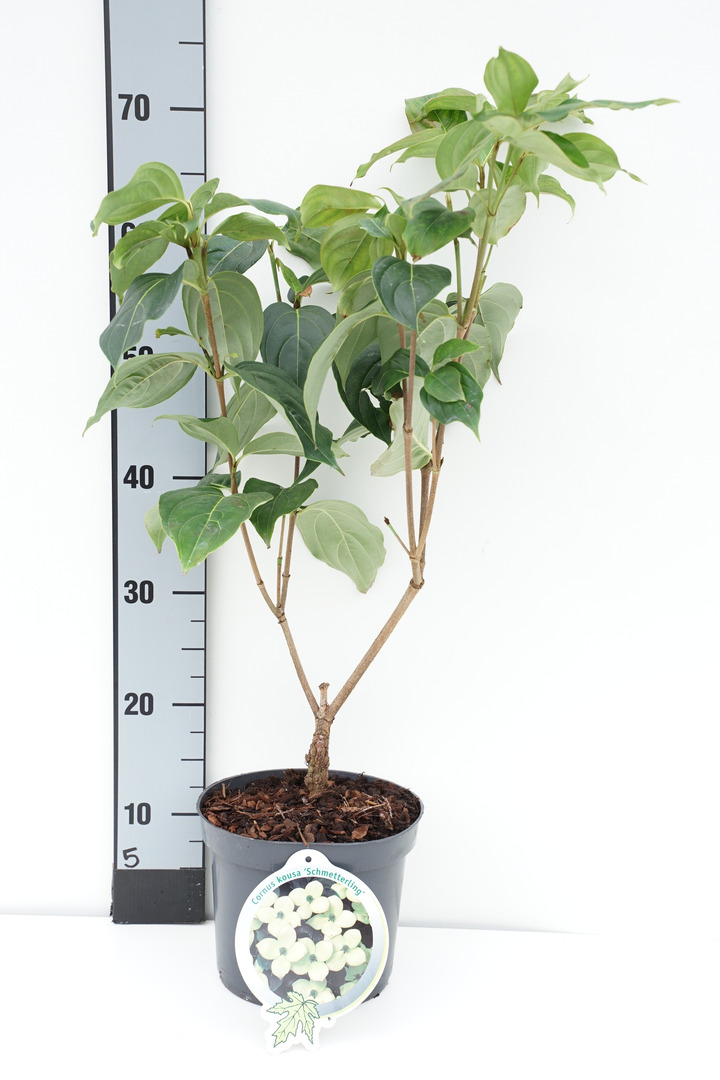 Sedula japoninė (Lot Cornus kousa) 'Schmetterling' C3/P19 30-40 CM-SEDULOS-VAISMEDŽIAI - VAISKRŪMIAI