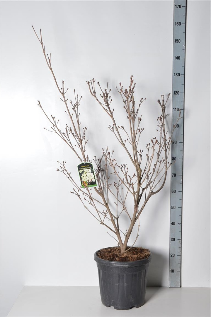 Sedula japoninė (Lot Cornus kousa) 'Schmetterling' C18 120 CM-SEDULOS-VAISMEDŽIAI - VAISKRŪMIAI