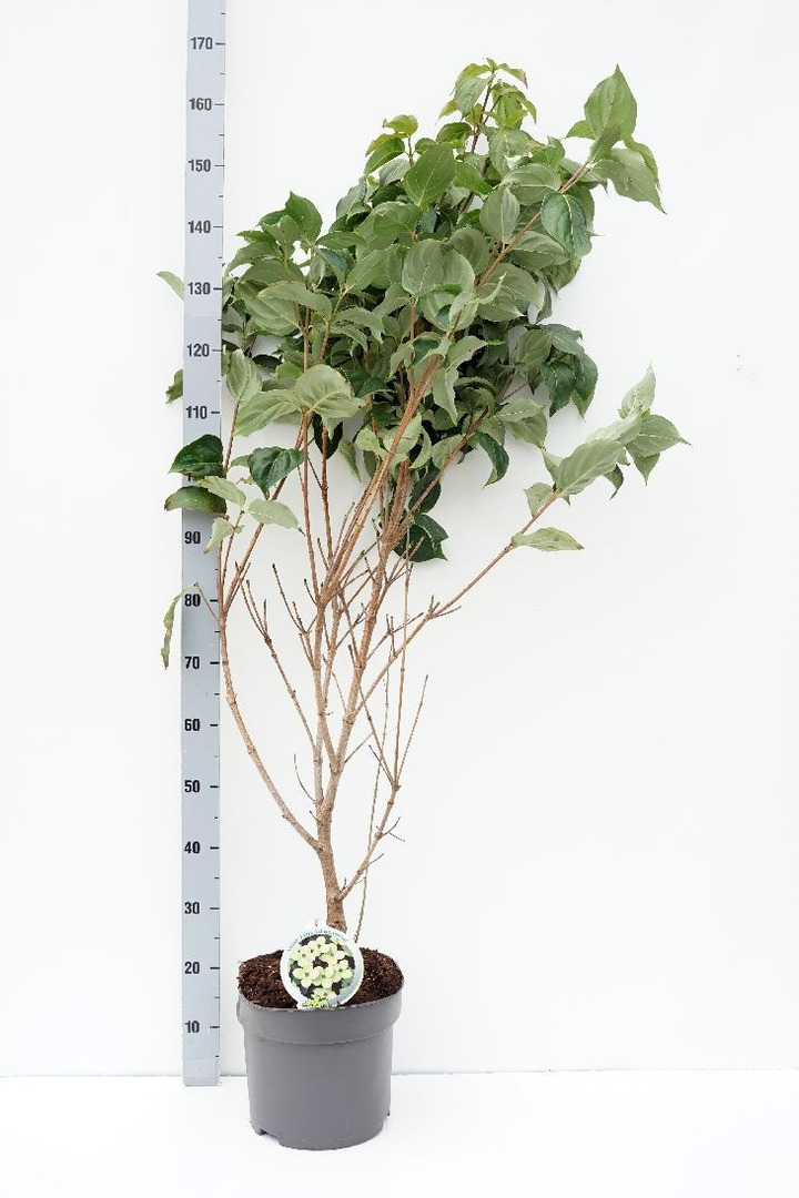 Sedula japoninė (Lot Cornus kousa) 'Schmetterling' C10 100-125 CM-SEDULOS-VAISMEDŽIAI - VAISKRŪMIAI