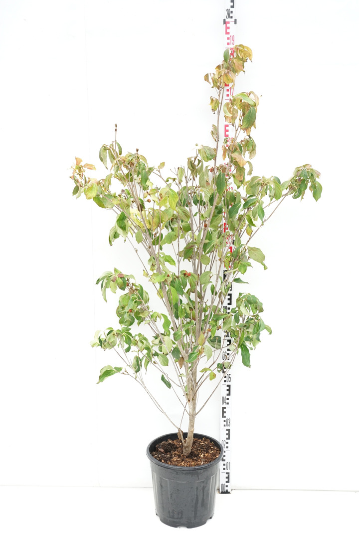 Sedula japoninė (Lot Cornus kousa) 'Teutonia' C18 125-150 CM-SEDULOS-VAISMEDŽIAI - VAISKRŪMIAI