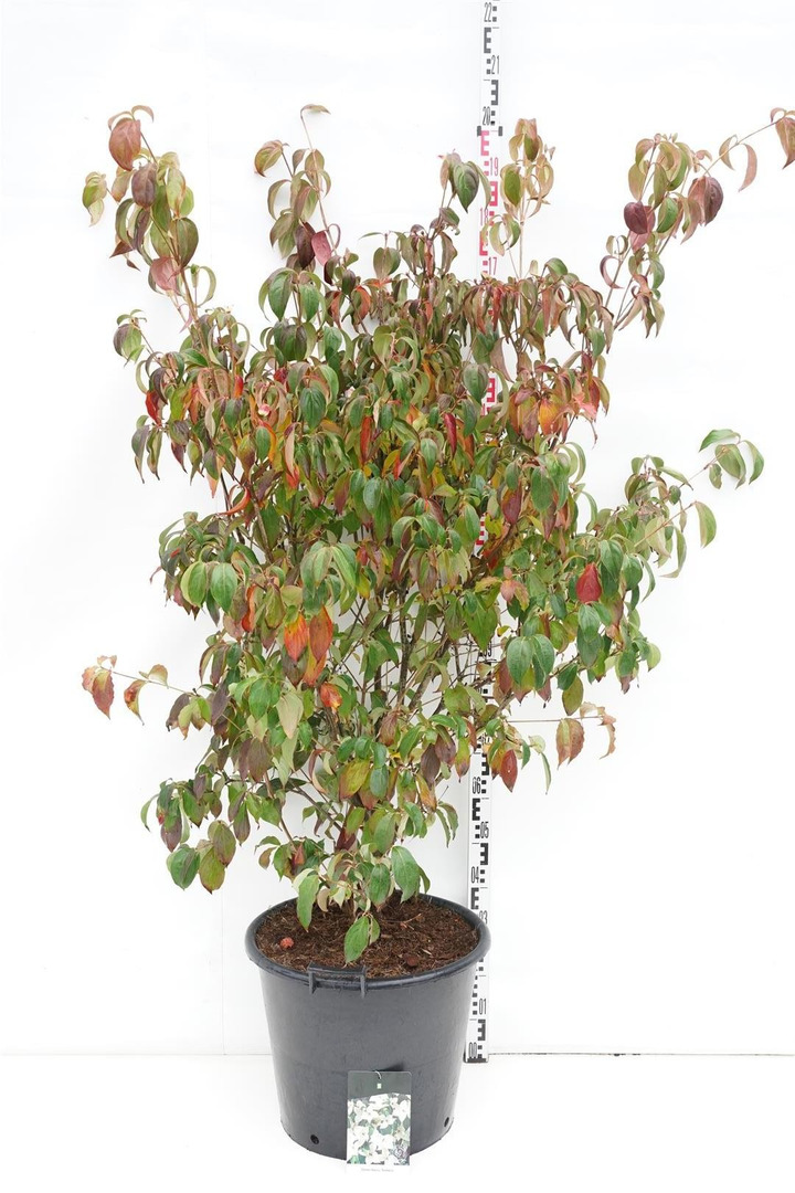 Sedula japoninė (Lot Cornus kousa) 'Teutonia' C50 125-150CM-SEDULOS-VAISMEDŽIAI - VAISKRŪMIAI
