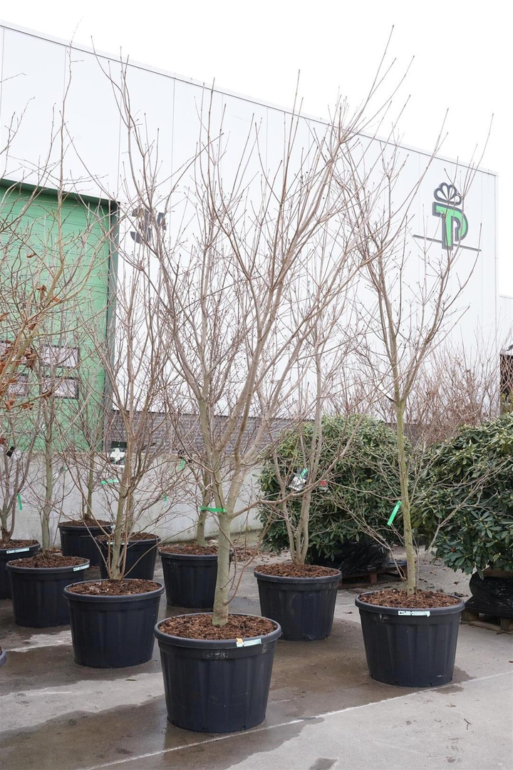 Sedula japoninė (Lot Cornus kousa) 'Venus' C180 300-350 CM-SEDULOS-VAISMEDŽIAI - VAISKRŪMIAI