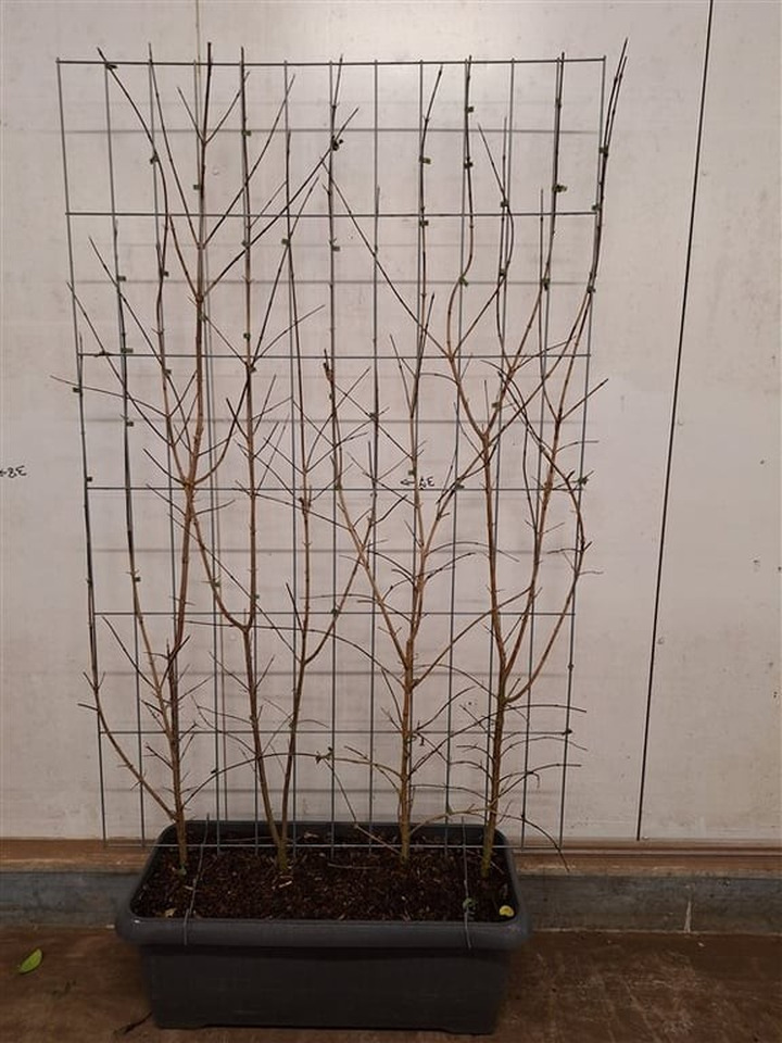 Sedula geltonžiedė (Lot Cornus mas) C90 SCREEN 180 CM (H) x 120 CM (W)-SEDULOS-VAISMEDŽIAI - VAISKRŪMIAI