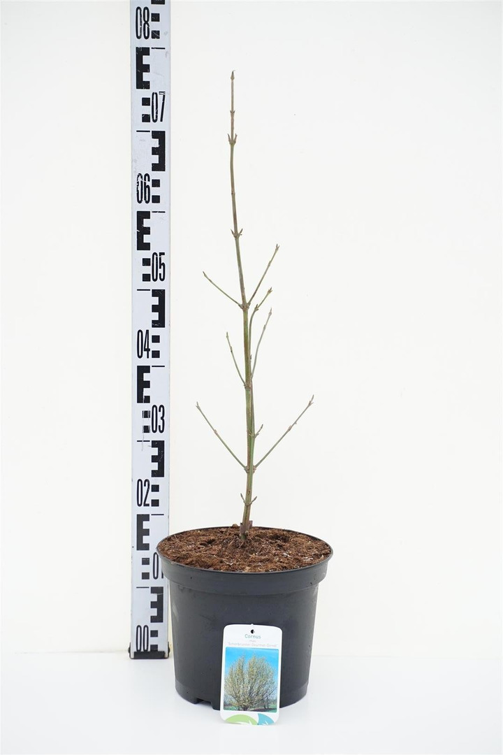 Sedula geltonžiedė (Lot Cornus mas) 'Schonb. Gourmet-Dirndl' C5/P23 60-80 CM-SEDULOS-VAISMEDŽIAI - VAISKRŪMIAI
