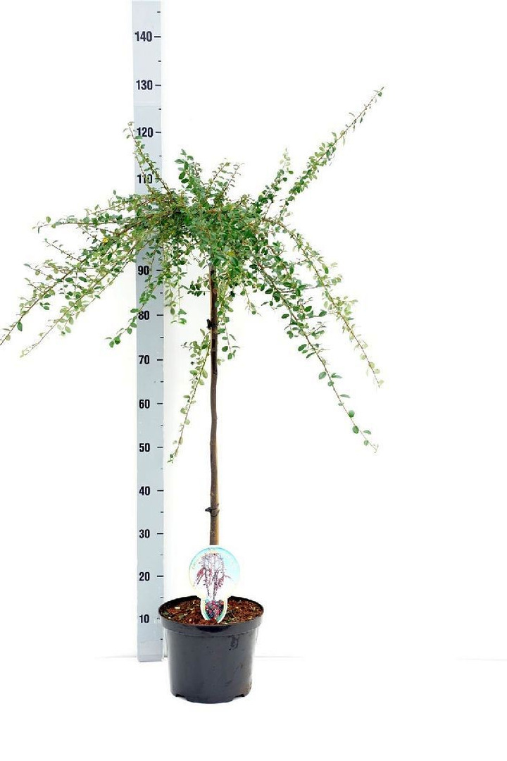 Kaulenis švedinis (Lot Cotoneaster suec.) 'Coral Beauty' C5/P23 KOTAS 80 CM-KAULENIAI-KRŪMAI