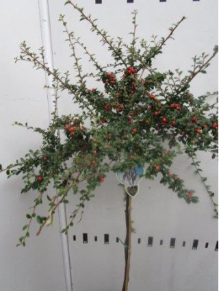 Kaulenis švedinis (Lot Cotoneaster suec.) 'Coral Beauty' C4/P21 KOTAS 60 CM-KAULENIAI-KRŪMAI