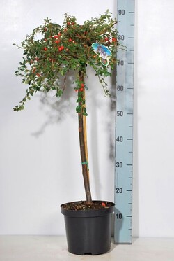 Kaulenis švedinis (Lot Cotoneaster suec.) 'Coral Beauty' C4/P21 STIEBAS 60 CM - nuotrauka 2
