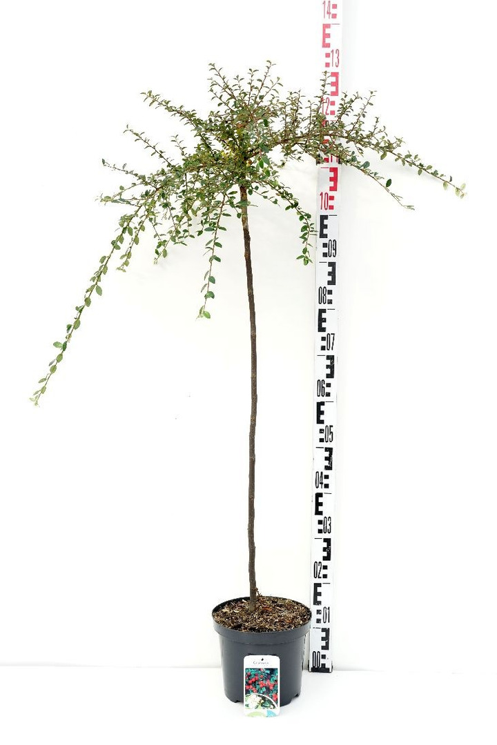 Kaulenis švedinis (Lot Cotoneaster suec.) 'Coral Beauty' C4/P21 KOTAS 80 CM-KAULENIAI-KRŪMAI