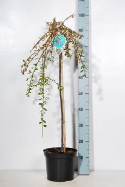 Kaulenis švedinis (Lot Cotoneaster suec.) 'Juliette' C4/P21 STIEBAS 60 CM - nuotrauka 2