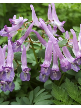Rūtenis solida (Lot Corydalis solida) 'Purple Bird' SVOGŪNĖLIAI PAKUOTĖ 100 VNT-RUTENIAI-DAUGIAMETĖS GĖLĖS
