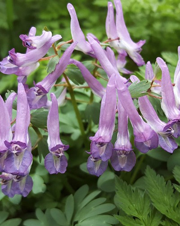 Rūtenis solida (Lot Corydalis solida) 'Purple Bird' SVOGŪNĖLIAI PAKUOTĖ 100 VNT-RUTENIAI-DAUGIAMETĖS GĖLĖS