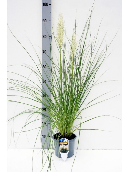 Kortaderija (Lot Cortaderia sell.) 'Tiny Pampa' C2/P17-KORTADERIJOS-SMILGOS - VARPINIAI AUGALAI