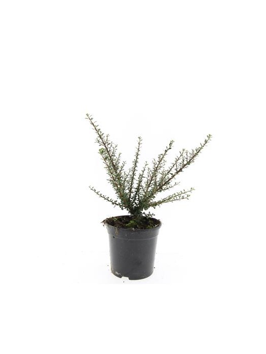 Cotoneaster microphyllus (Lot Cotoneaster microphyllus) C1,5/P15-KITI-DAUGIAMETĖS GĖLĖS