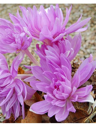 Vėlyvis (Lot Colchicum) 'Waterlily' 1-VĖLYVIAI-DAUGIAMETĖS GĖLĖS