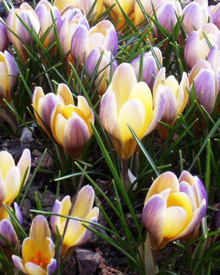 Krokai (Lot Crocus) 'Advance'-KROKAI-SVOGŪNINĖS GĖLĖS