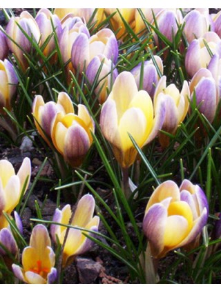 Krokai (Lot Crocus) 'Advance'-KROKAI-SVOGŪNINĖS GĖLĖS