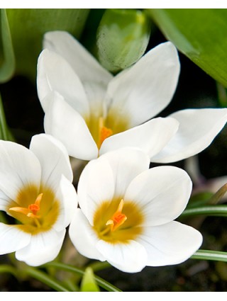 Krokai pavasariniai Ard Schenk (Lot Crocus Ard Schenk)-KROKAI-SVOGŪNINĖS GĖLĖS