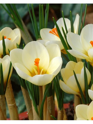 Krokai (Lot Crocus) 'Cream Beauty'-KROKAI-SVOGŪNINĖS GĖLĖS