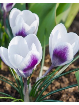 Krokai (Lot Crocus) 'Prins Claus'-KROKAI-SVOGŪNINĖS GĖLĖS
