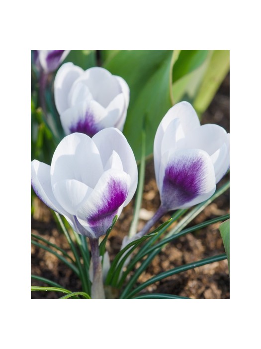 Krokai (Lot Crocus) 'Prins Claus'-KROKAI-SVOGŪNINĖS GĖLĖS