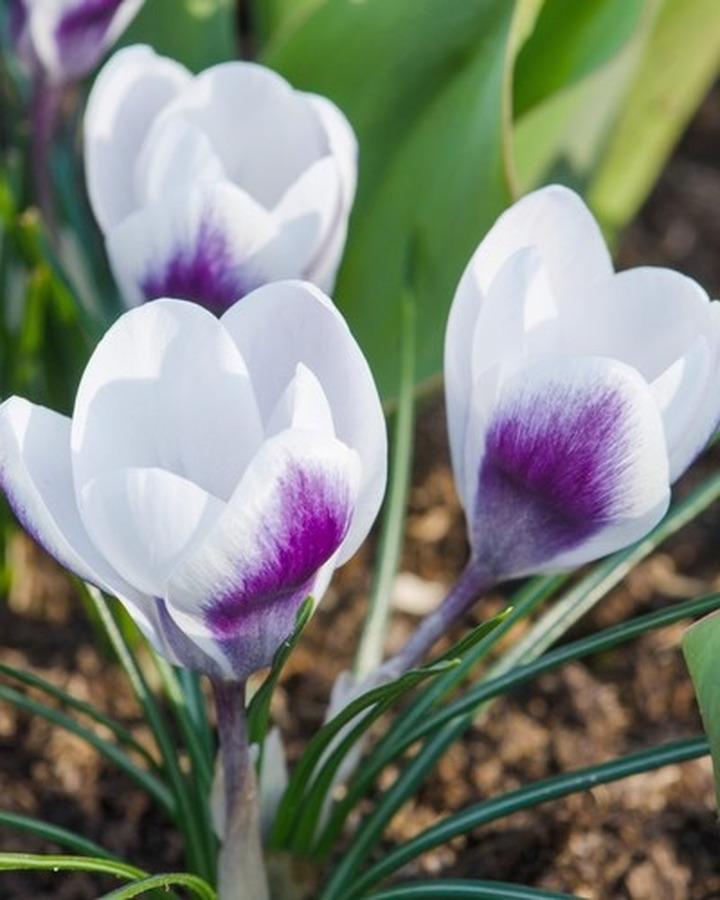Krokai (Lot Crocus) 'Prins Claus'-KROKAI-SVOGŪNINĖS GĖLĖS