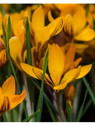 Krokai chr. (Lot Crocus chr.) 'Orange Monarch'-KROKAI-SVOGŪNINĖS GĖLĖS