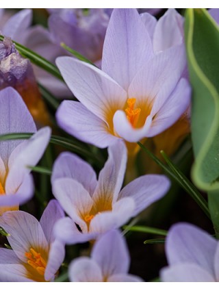 Krokai (Lot Crocus) 'Firefly'-KROKAI-SVOGŪNINĖS GĖLĖS