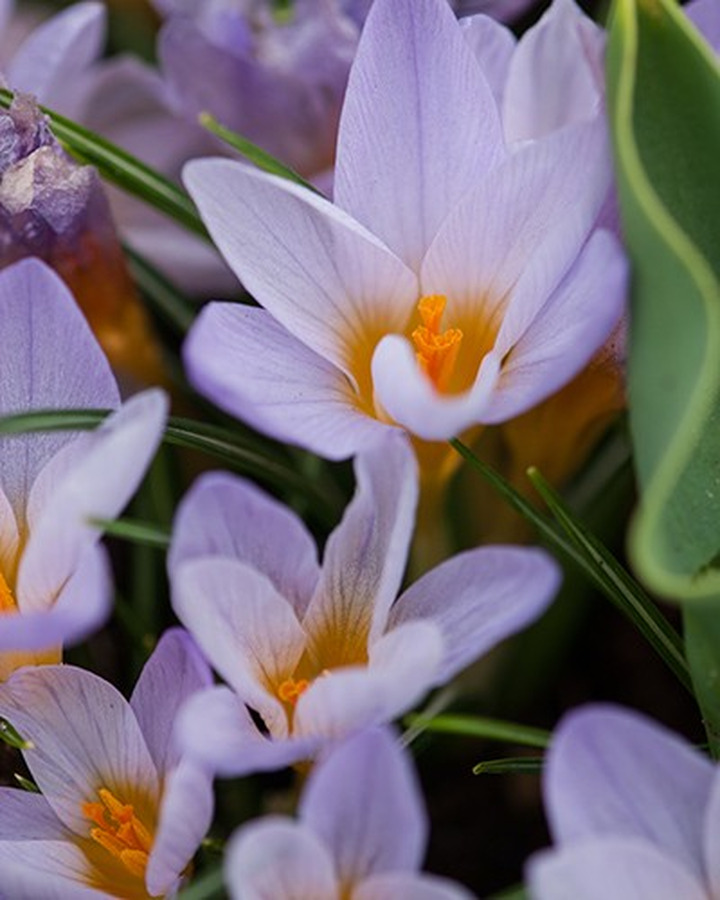 Krokai (Lot Crocus) 'Firefly'-KROKAI-SVOGŪNINĖS GĖLĖS
