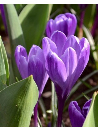 Krokai (Lot Crocus) 'Flower Record'-KROKAI-SVOGŪNINĖS GĖLĖS