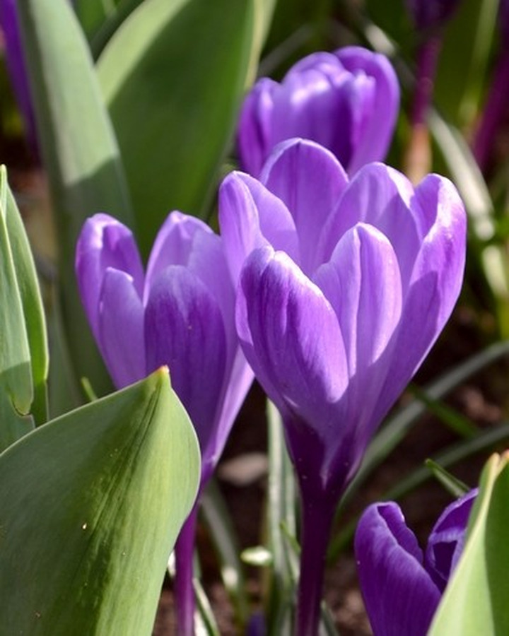 Krokai (Lot Crocus) 'Flower Record'-KROKAI-SVOGŪNINĖS GĖLĖS