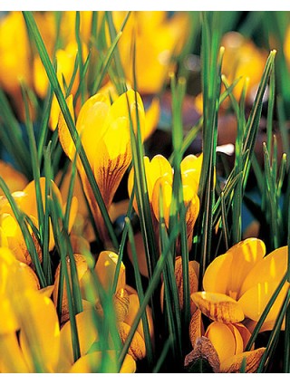 Krokai Fuscotinctus (Lot Crocus Fuscotinctus)-KROKAI-SVOGŪNINĖS GĖLĖS