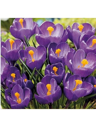 Krokai grootbloemig blauw (Lot Crocus grootbloemig blauw)-KROKAI-SVOGŪNINĖS GĖLĖS