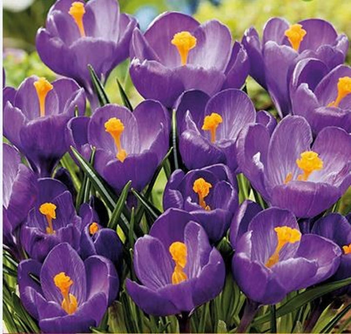 Krokai grootbloemig blauw (Lot Crocus grootbloemig blauw)-KROKAI-SVOGŪNINĖS GĖLĖS