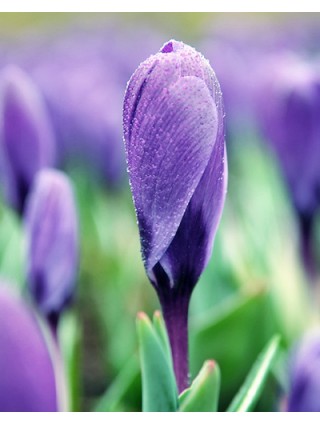 Krokai (Lot Crocus) 'Grand Maitre'-KROKAI-SVOGŪNINĖS GĖLĖS