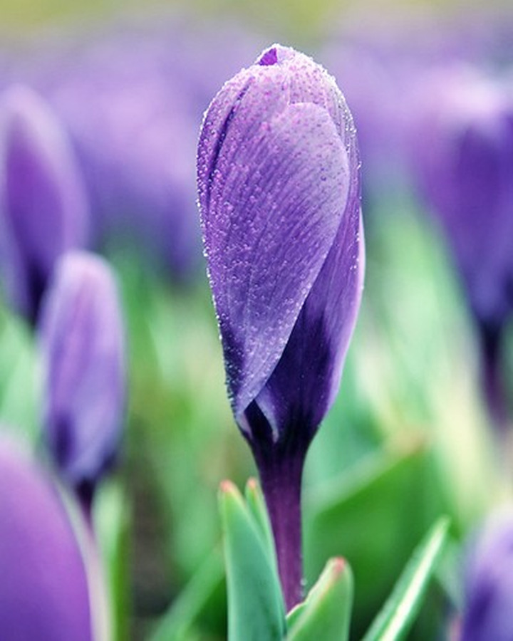 Krokai (Lot Crocus) 'Grand Maitre'-KROKAI-SVOGŪNINĖS GĖLĖS