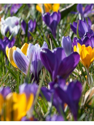 Krokai grootbloemig mix (Lot Crocus grootbloemig mix)-KROKAI-SVOGŪNINĖS GĖLĖS